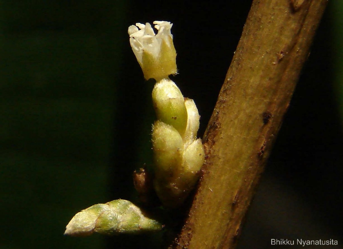 Agrostistachys indica Dalzell